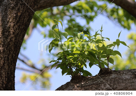 トチュウ 40806904