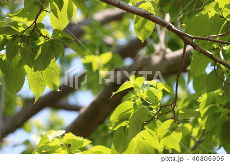 トチュウ 40806906