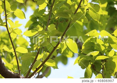 トチュウ トチュウ 40806907