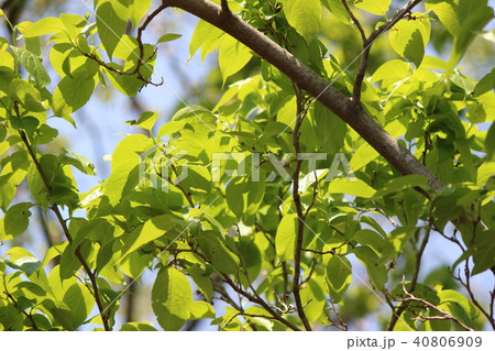 トチュウ 40806909