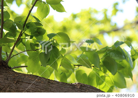 トチュウ 40806910