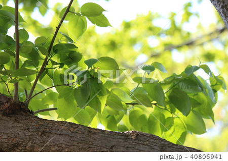 トチュウ トチュウ 40806941