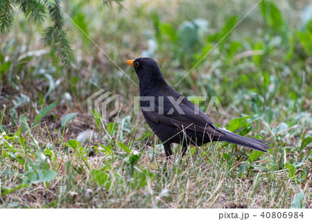 Blackbird, Turdus merula 40806984