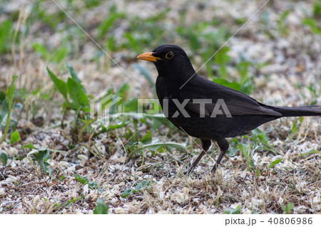 Blackbird, Turdus merula 40806986
