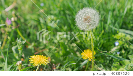 タンポポとタンポポの綿毛 タンポポとタンポポの綿毛 40807526