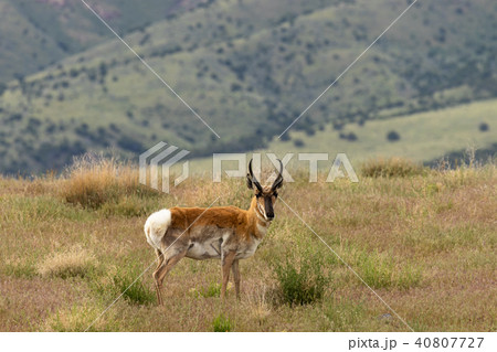 Pronghorn Antelope Buck 40807727