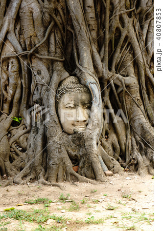 A temple in Ayutthaya with the head of the Buddha. A temple in Ayutthaya with the head of the Buddha. 40807853