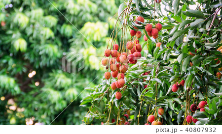 Lychee tree in an orchard. 40807932