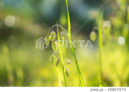 小判草の実 小判草の実 40807974