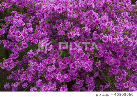 ツツジ 40808060