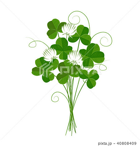 Shamrock or clover bouquet. Vector - Stock Illustration [40808409