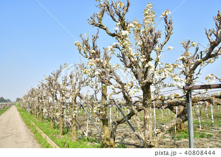 梨の花（新潟県） 40808444