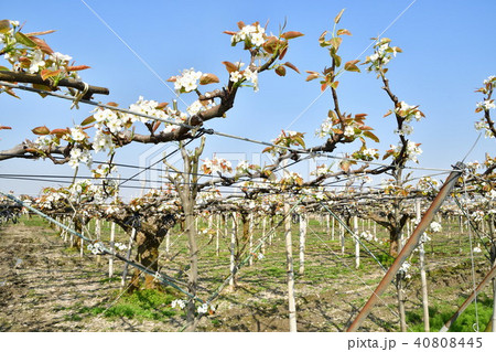 梨の花(新潟県) 梨の花(新潟県) 40808445
