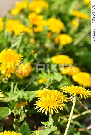 タンポポ(新潟県) タンポポ(新潟県) 40808470