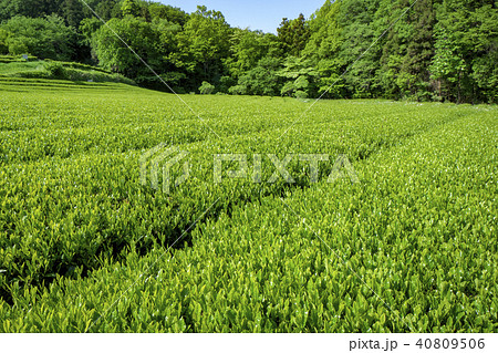 新緑のお茶畑 40809506