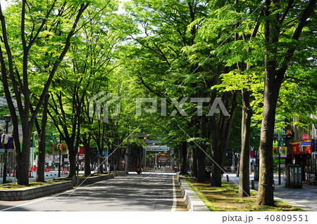 4月　府中02馬場大門のｹﾔｷ並木･大國魂神社 40809551