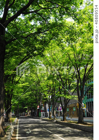 4月　府中05馬場大門のｹﾔｷ並木･大國魂神社 40809554