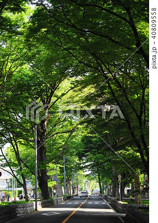 4月　府中09馬場大門のｹﾔｷ並木･大國魂神社 40809558