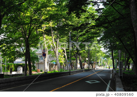 4月　府中11馬場大門のｹﾔｷ並木･大國魂神社 40809560