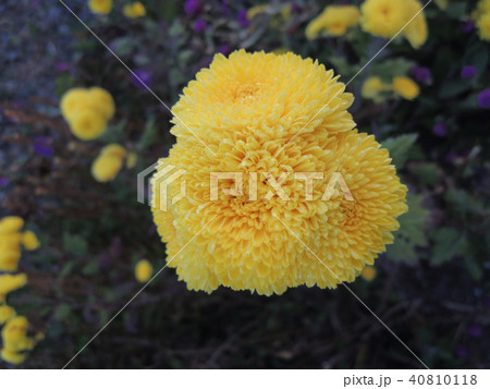 小菊団子 40810118