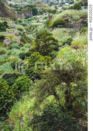 Mango trees and sugarcane plants in the lush green valley on Santa Antao Island. Cape Verde Mango trees and sugarcane plants in the lush green valley on Santa Antao Island. Cape Verde 40810229