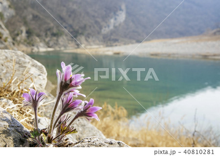 マイサン 全北 都立公園 40810281