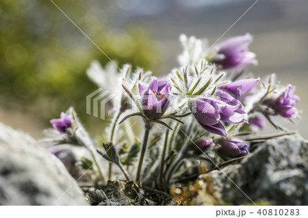 マイサン 全北 都立公園 40810283