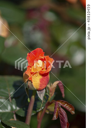屋外 室外 バラ 40810459