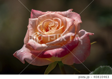 屋外 室外 バラ 40810463