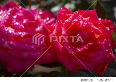 屋外 室外 バラ 40810471