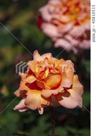 屋外 室外 バラ 40810515