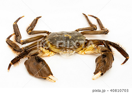 モクズガニ 40810703