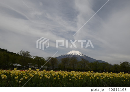 富士山  チューリップ 40811163