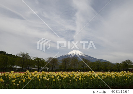 富士山  チューリップ 40811164