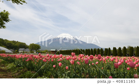 富士山  チューリップ 40811165