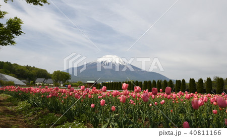 富士山  チューリップ 40811166