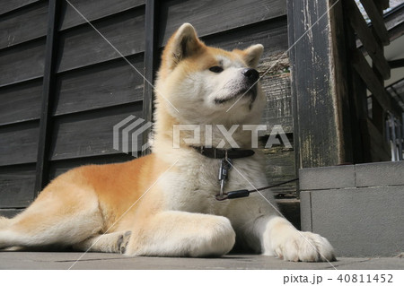 秋田犬 秋田犬 40811452