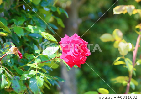 初夏のツルバラ　ヘルツアスの花 40811682