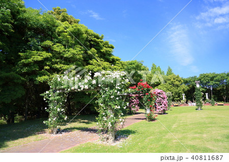 初夏のバラ園 初夏のバラ園 40811687