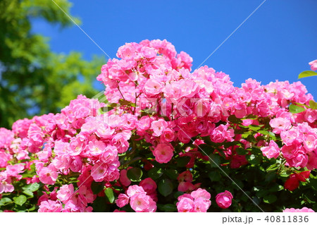 初夏のツルバラ アンジェラの花の写真素材