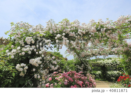 東武トレジャーガーデン 青空のバラ園の写真素材