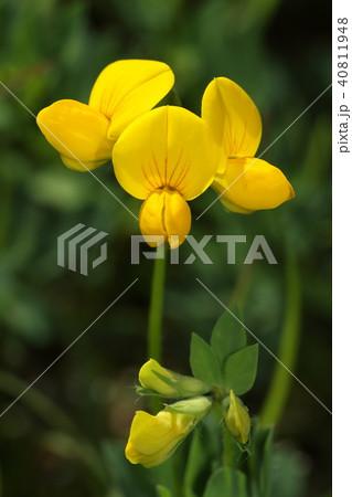 自然 植物 ミヤコグサ、初夏。日当たりの良い土手などで点々と鮮やかな黄色い花を咲かせます 自然 植物 ミヤコグサ、初夏。日当たりの良い土手などで点々と鮮やかな黄色い花を咲かせます 40811948