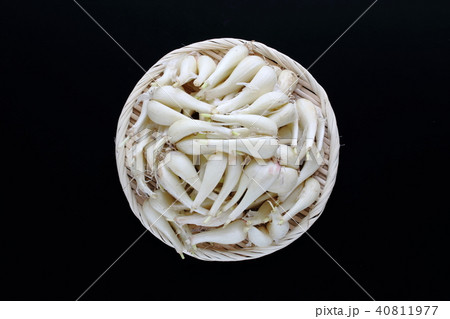 泥付きラッキョウ 泥付きラッキョウ 40811977