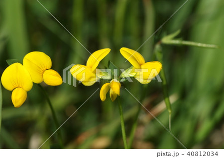 自然　植物　ミヤコグサ、地上に茎を伸ばし群落をつくるようです。果実は細長い莢の豆果 40812034