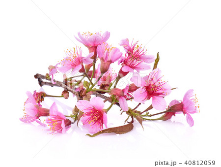 Pink Cherry blossom flowers white background 40812059
