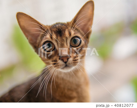 closeup view of Abyssinian cat or kitten sitting on the window closeup view of Abyssinian cat or kitten sitting on the window 40812077