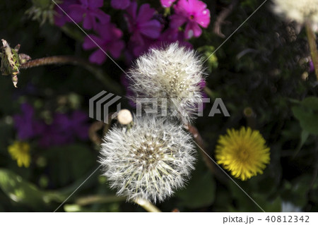 くじゅう花公園のタンポポ 40812342