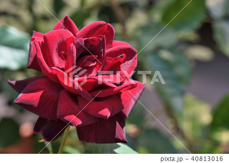 バラ（オクラホマ） 40813016