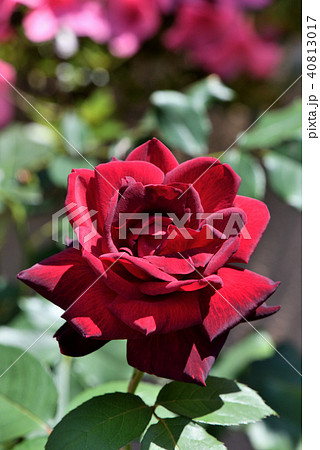 バラ（オクラホマ） 40813017