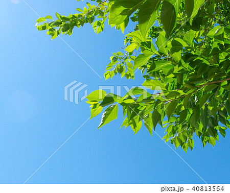 若葉と青空　街路樹 40813564